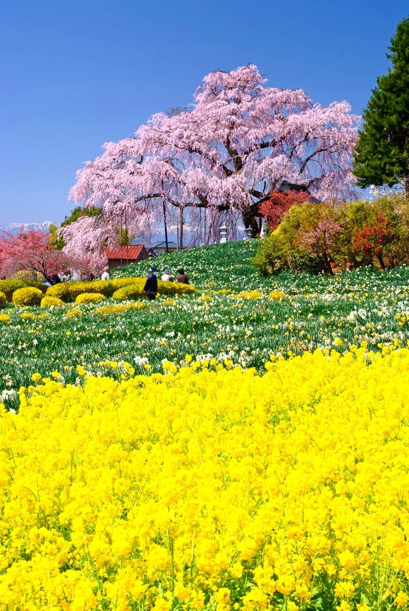 投稿写真：春が来た！