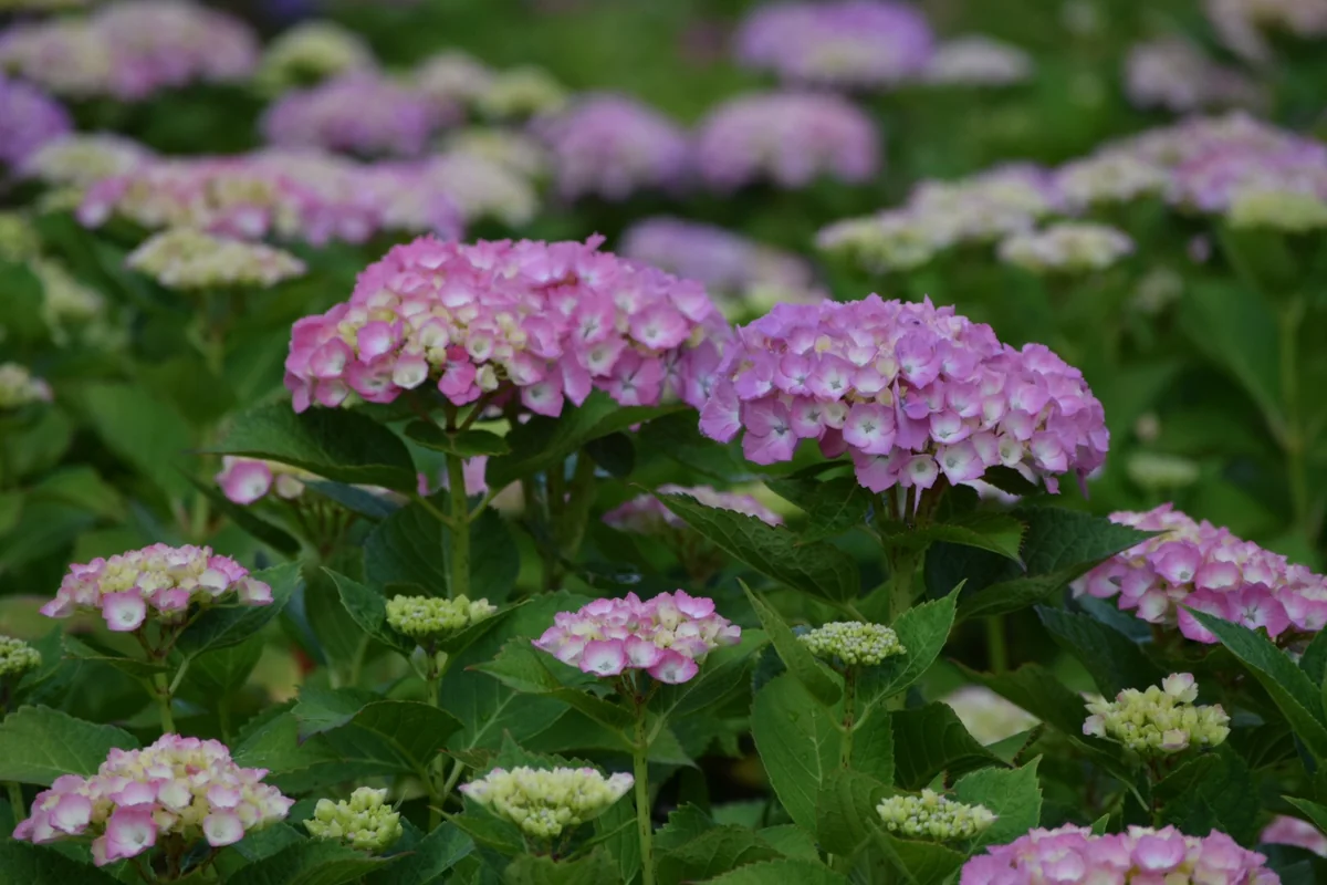 投稿写真：紫陽花パート3