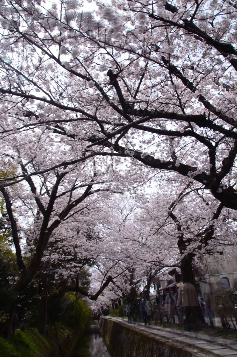 投稿写真：哲学の道　桜