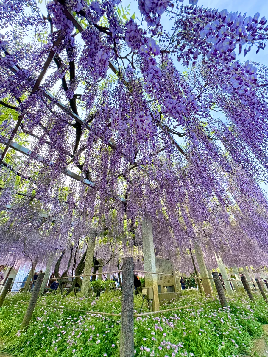 投稿写真：三大神社 砂擦ずりの藤