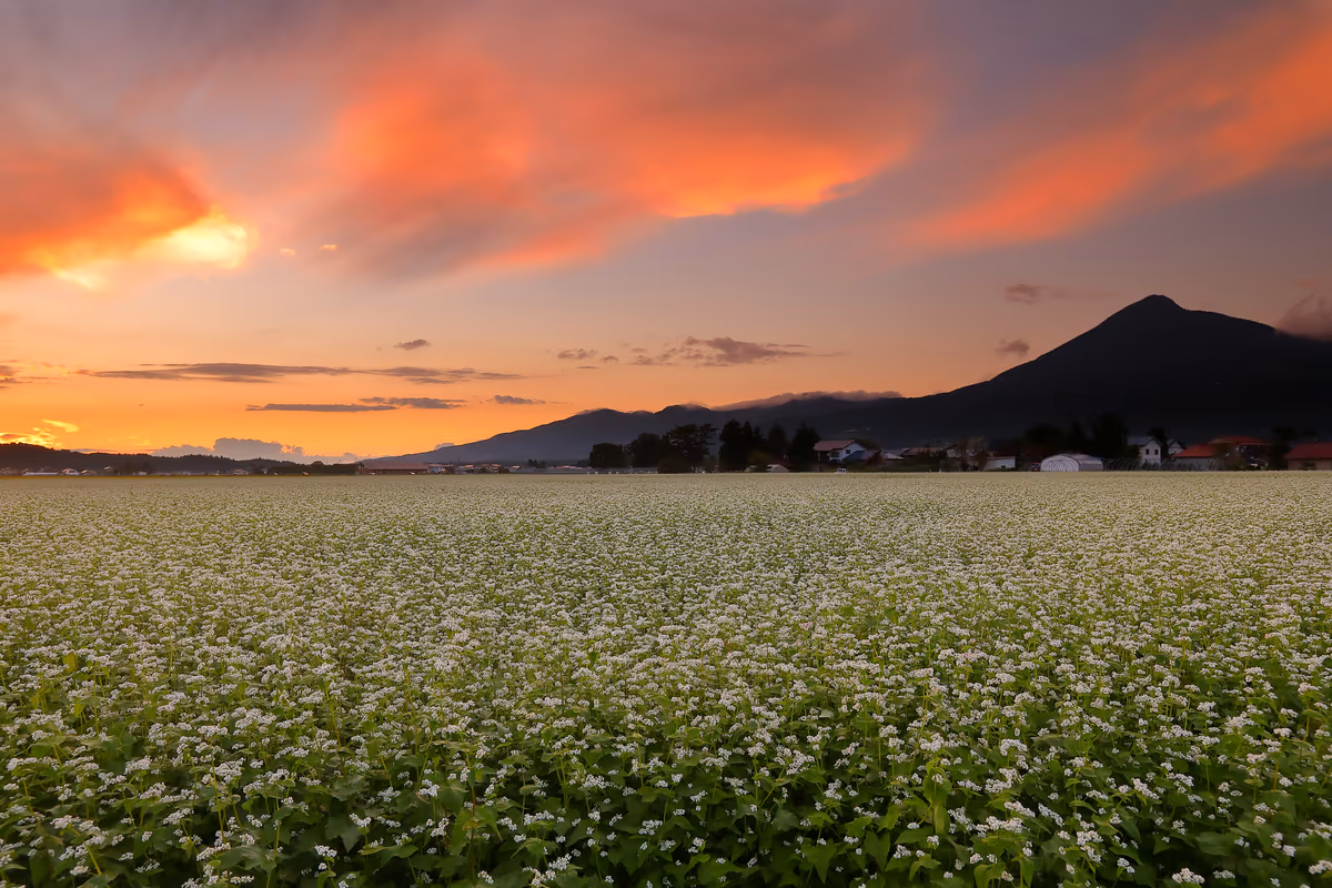 投稿写真：猪苗代湖畔のソバ畑と夕焼けの磐梯山