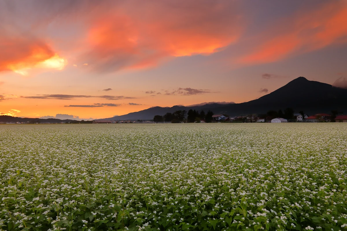 投稿写真：猪苗代湖畔のソバ畑と夕焼けの磐梯山