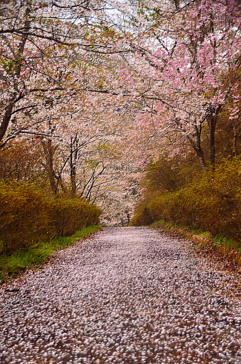 投稿写真：花径