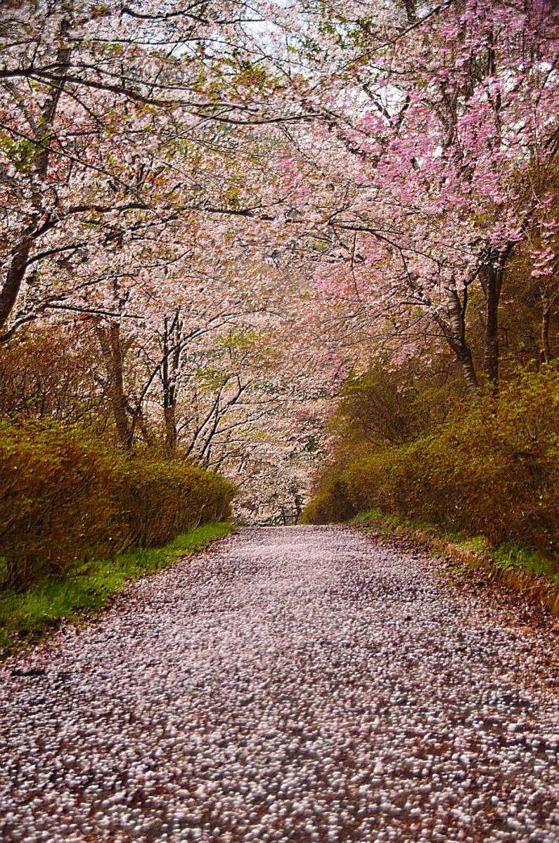 投稿写真：花径