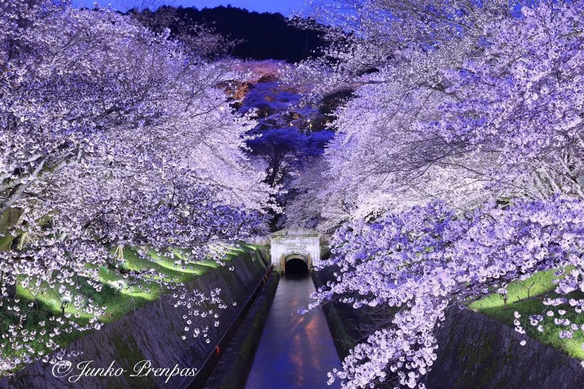 投稿写真：琵琶湖疎水