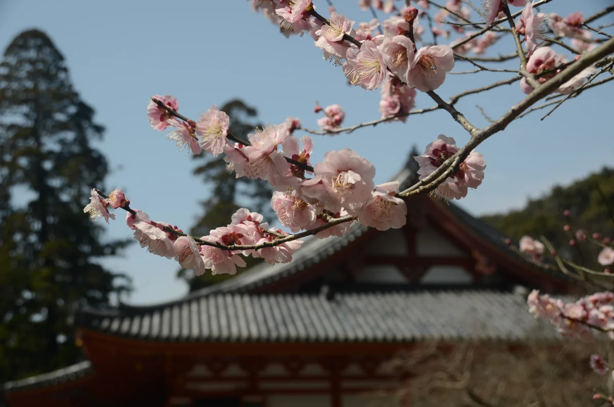 投稿写真：観心寺　梅の花