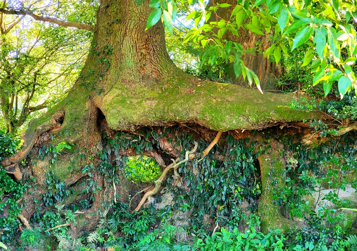 投稿写真：向こう側の草原が見える木