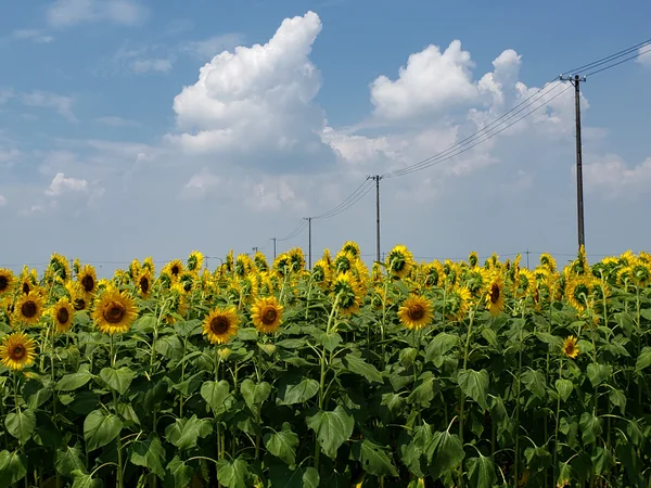 投稿：羽島のひまわり