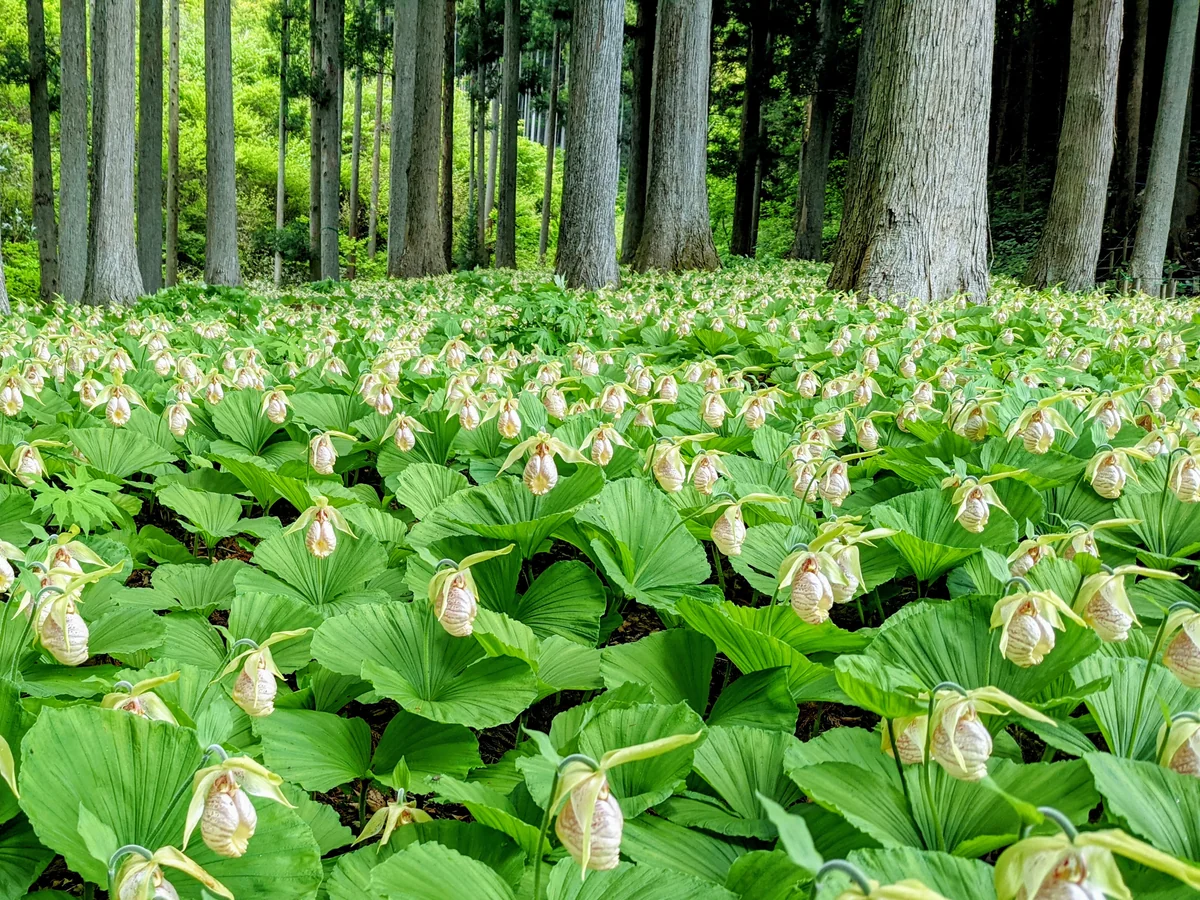 投稿写真：田人のクマガイソウ