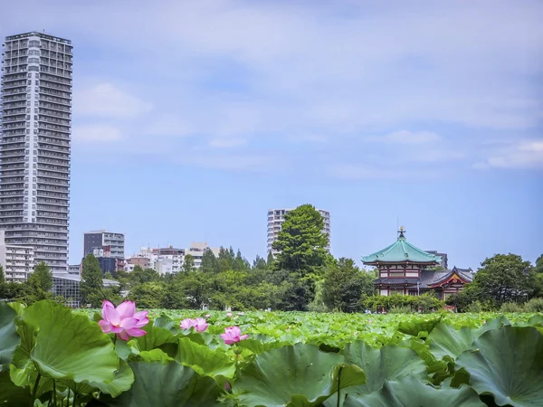 投稿：辯天堂とハスの花