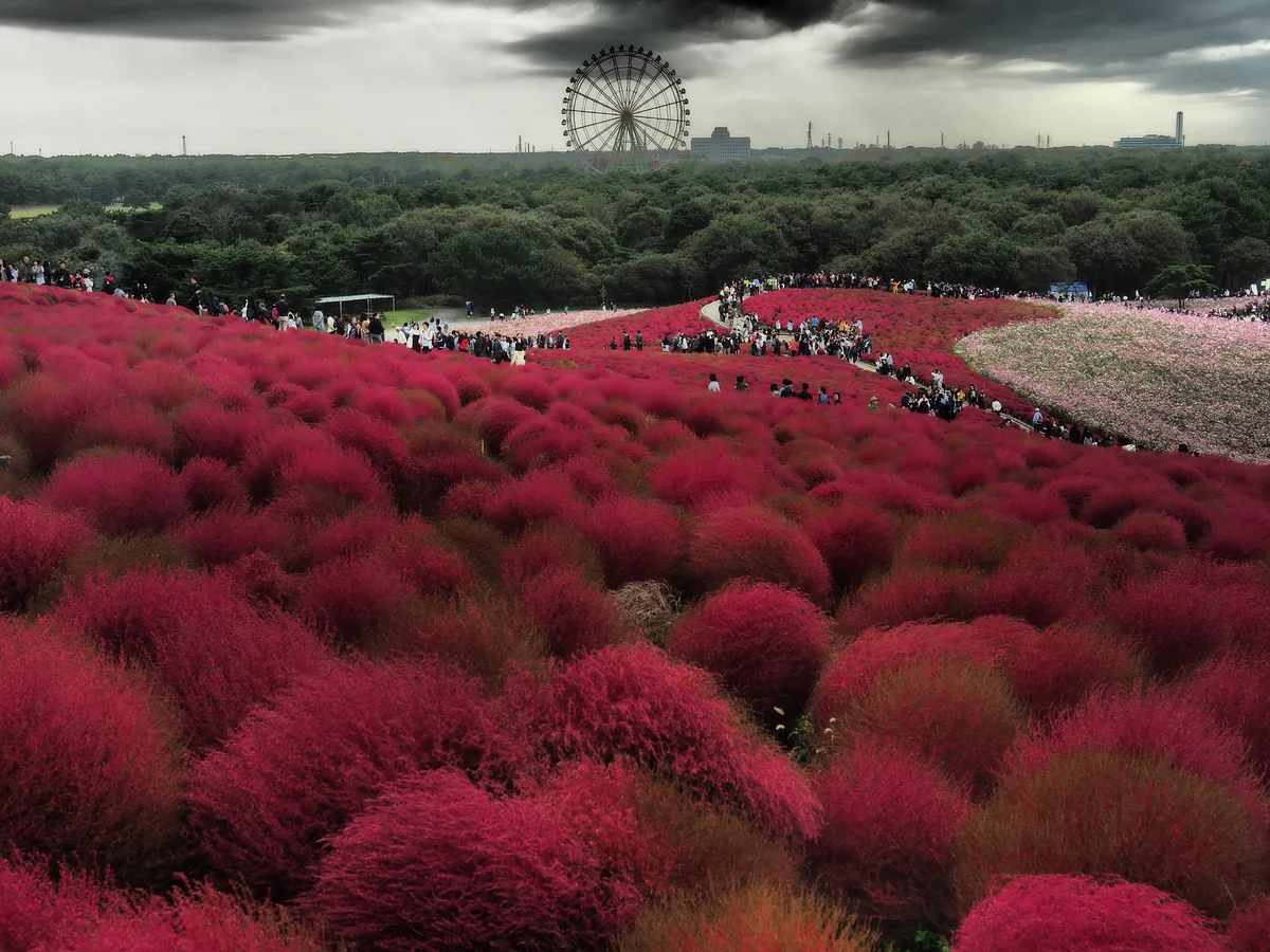 投稿写真：コキアの丘から観覧車を眺める