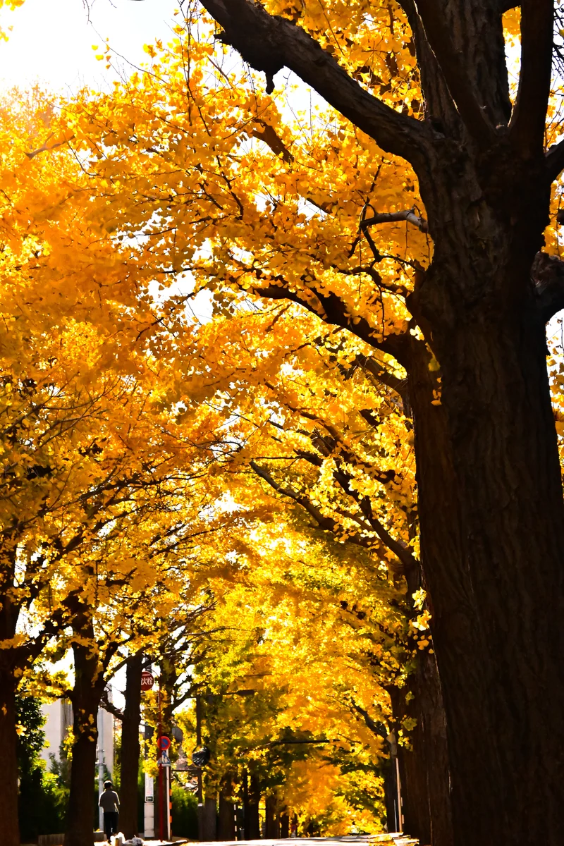 投稿写真：いちょう並木