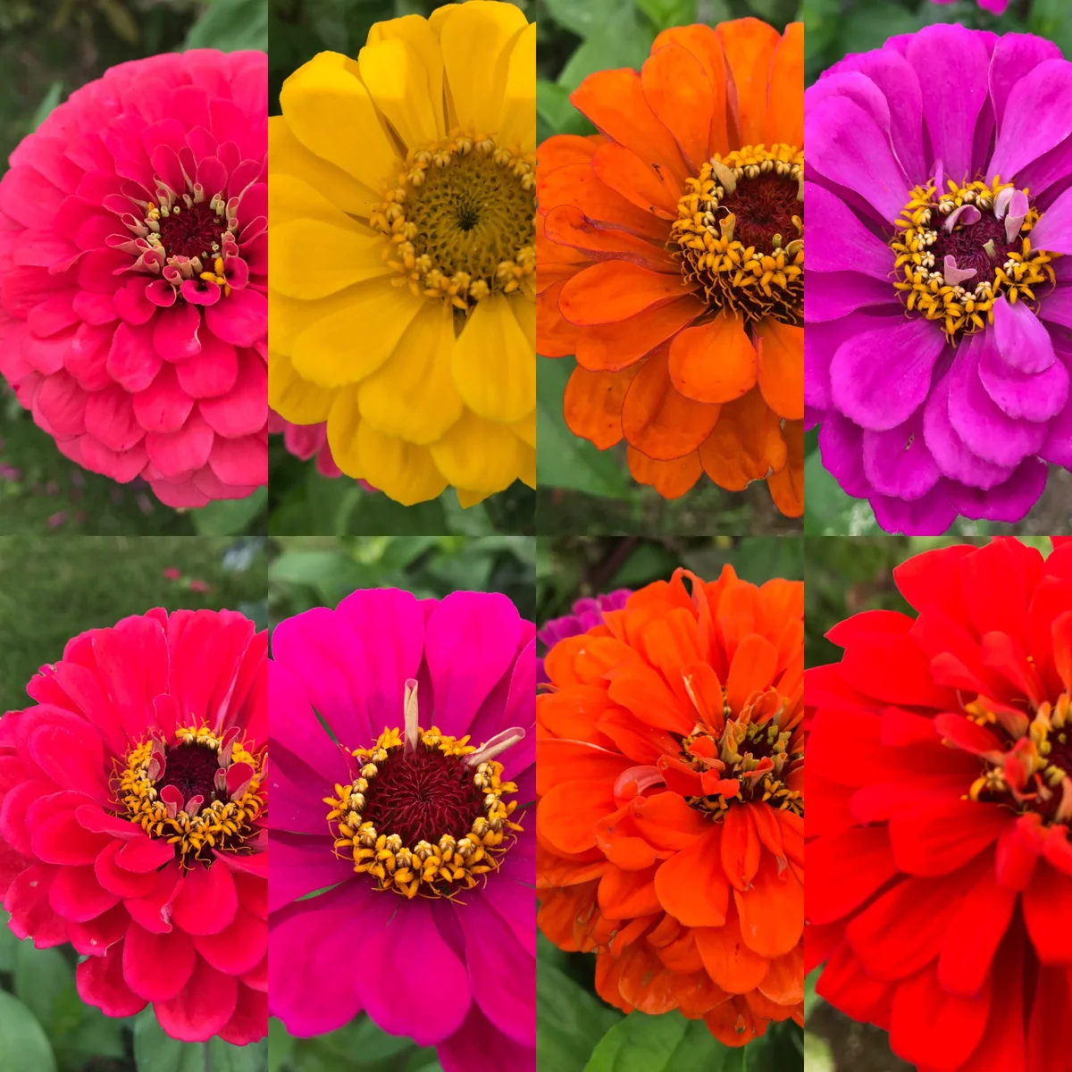 投稿写真：花スタンプ①