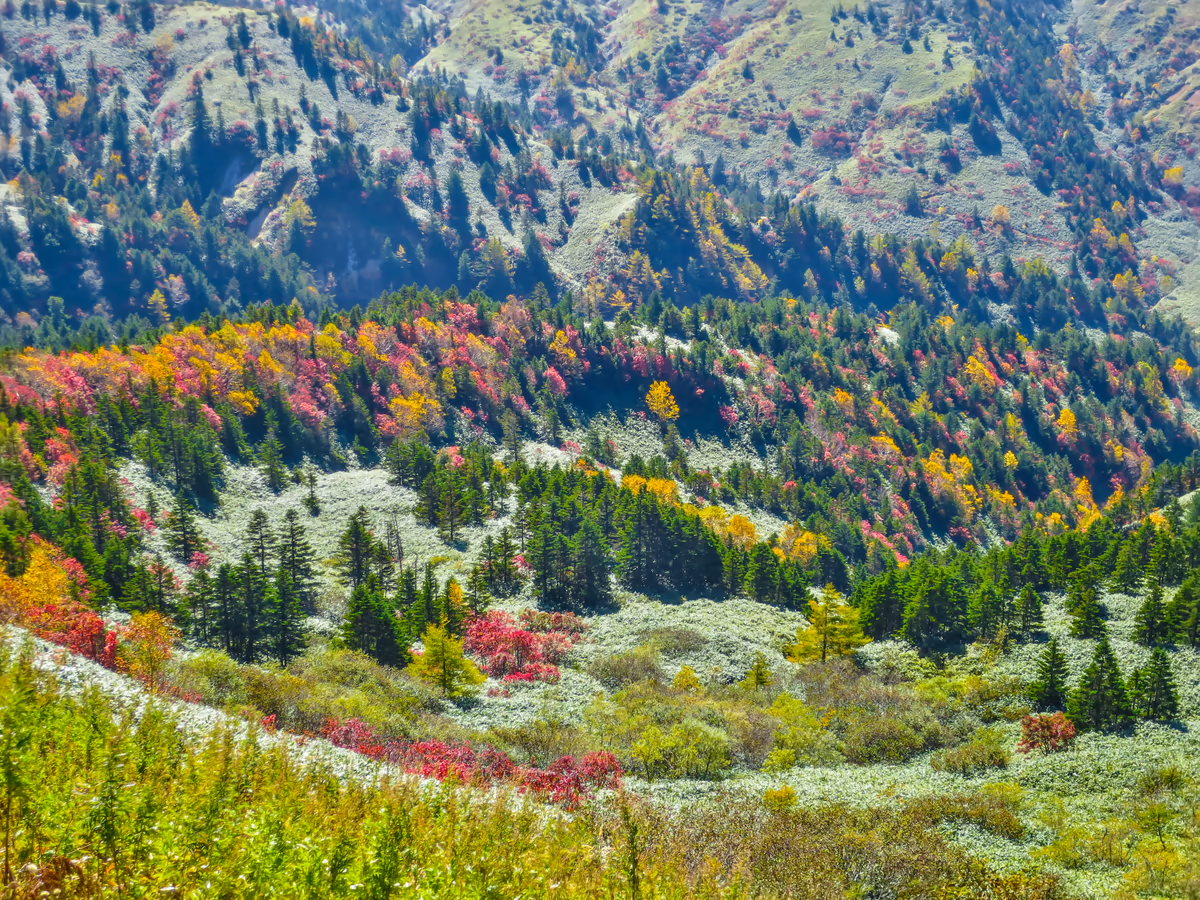投稿写真：志賀高原の紅葉