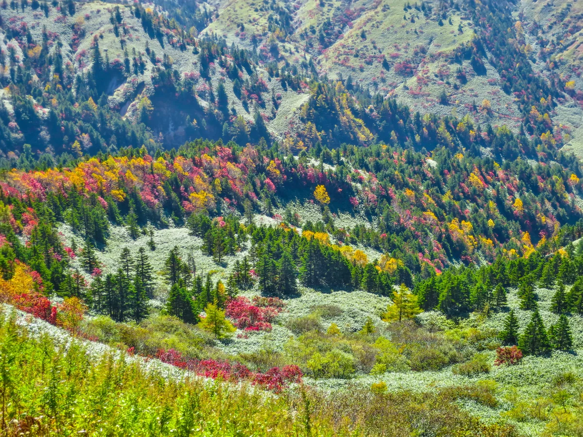 投稿写真：志賀高原の紅葉