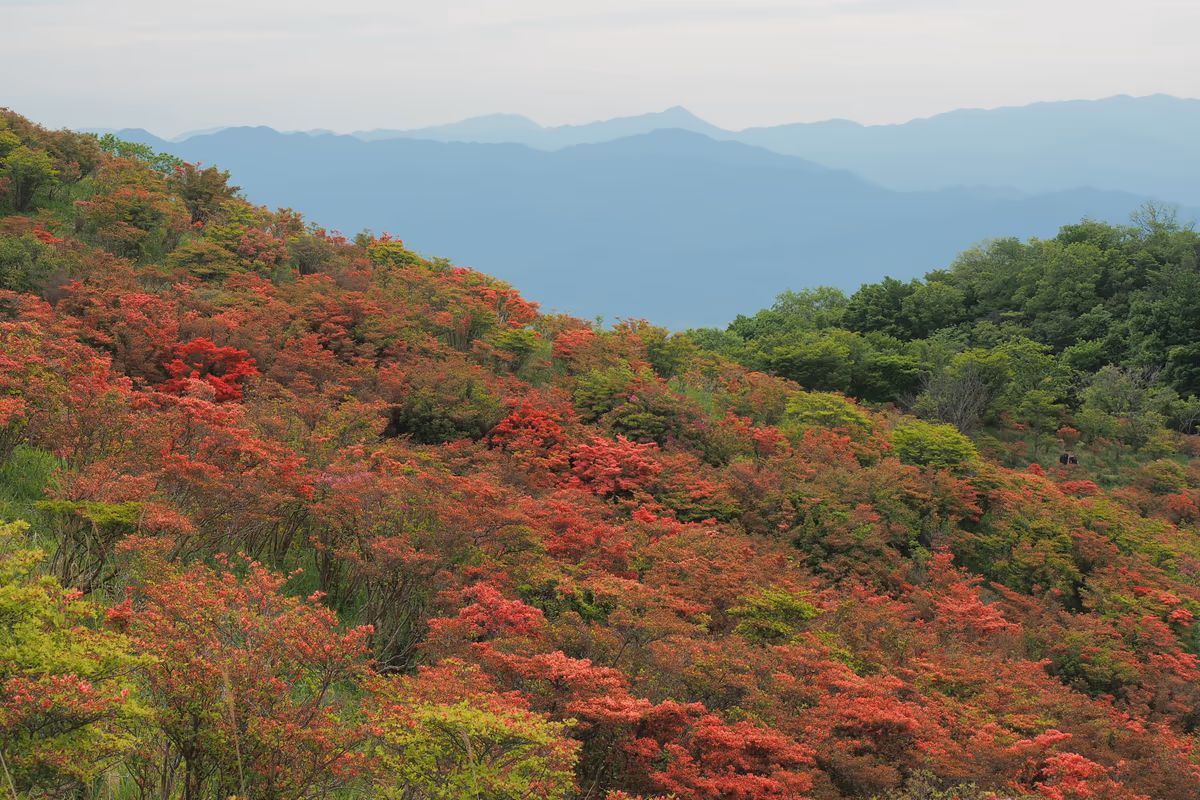 投稿写真：葛城高原　つつじ