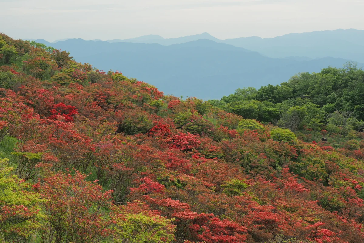 投稿写真：葛城高原　つつじ