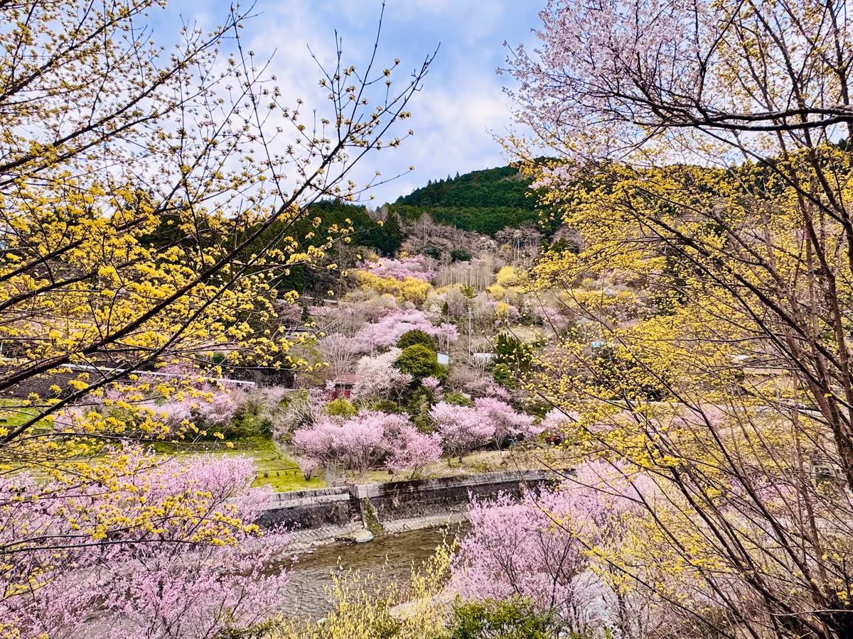 投稿写真：春色🌸桃源郷