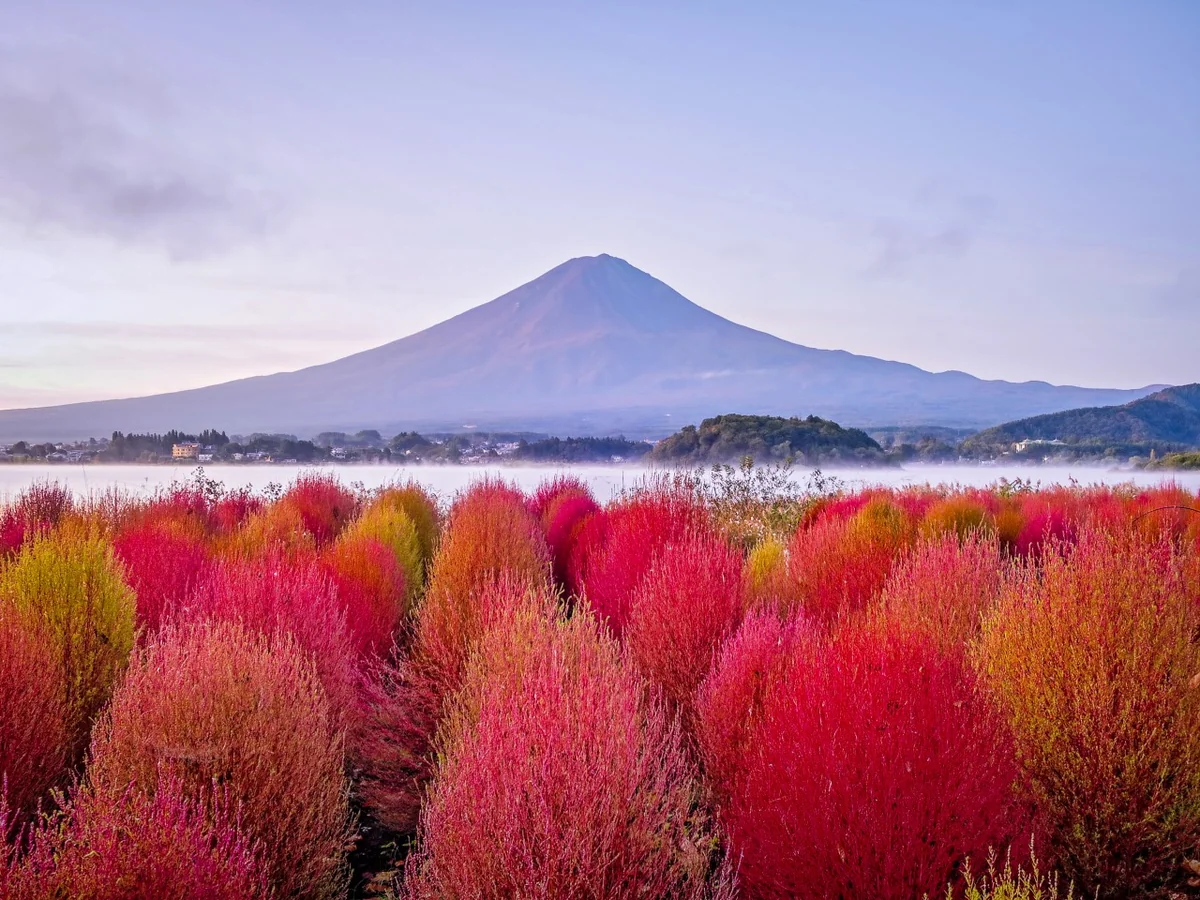 投稿写真：コキア富士
