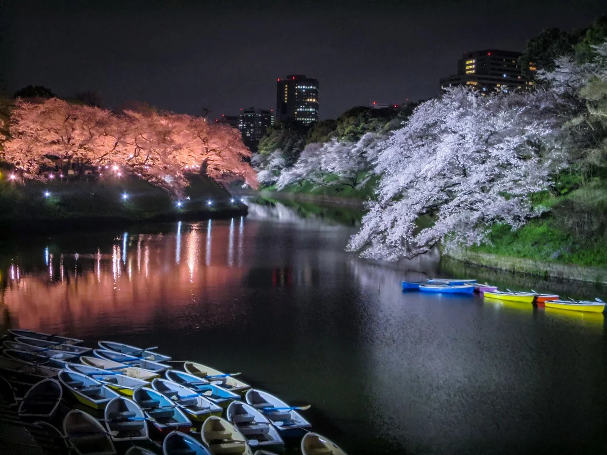 投稿写真：千鳥ヶ淵の夜桜とボート