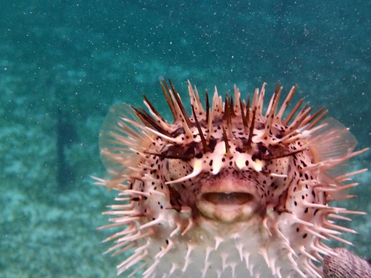 投稿写真：ハリセンボンが怒った
