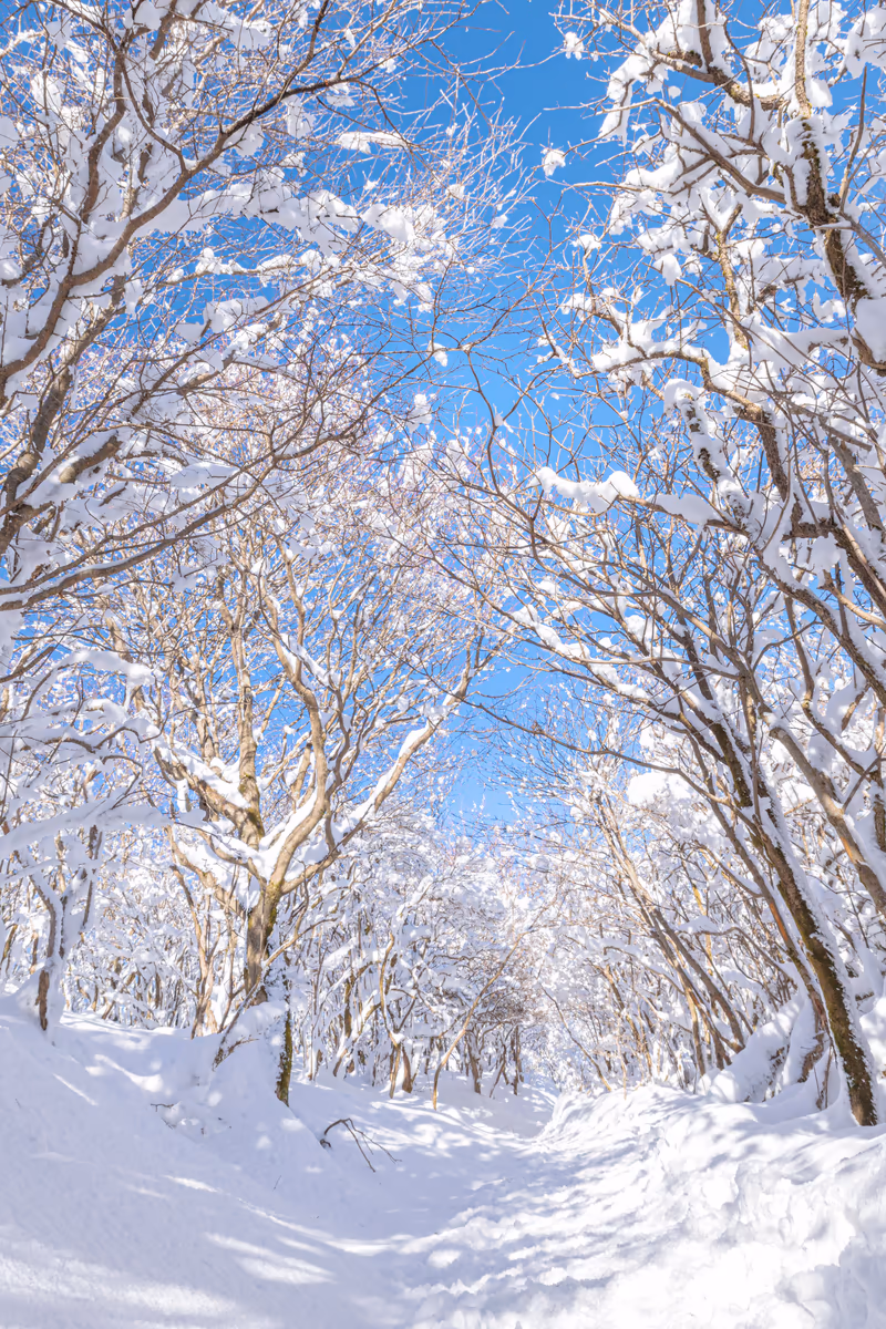 投稿写真：樹氷のトンネル