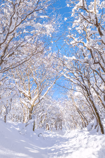 投稿：樹氷のトンネル
