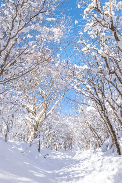 投稿：樹氷のトンネル