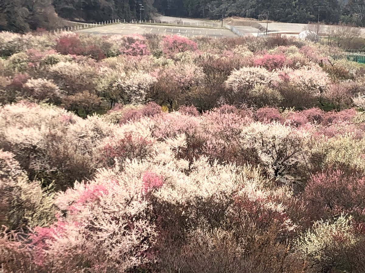 投稿写真：今日のいなべ市梅林公園