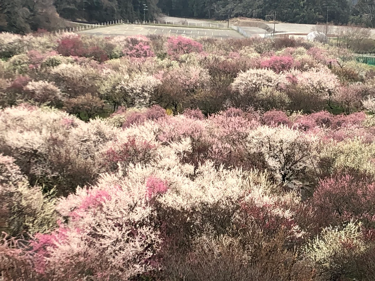 投稿写真：今日のいなべ市梅林公園
