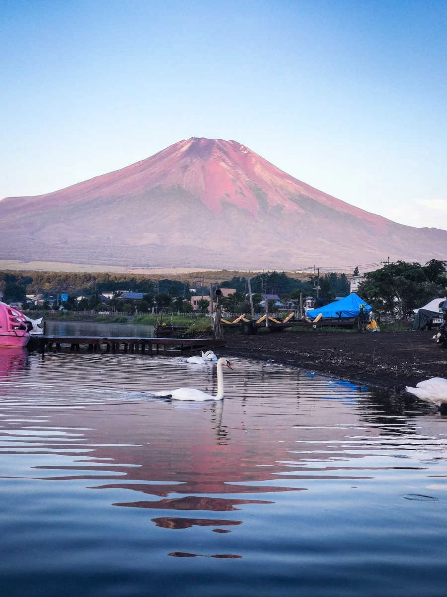 投稿写真：白鳥と逆さ赤富士