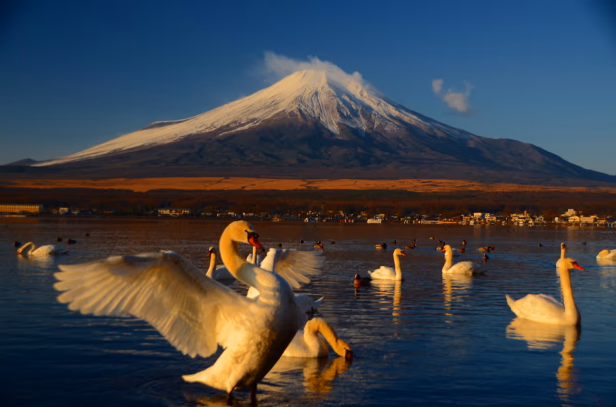 投稿写真：山中湖のハクチョウさんたち