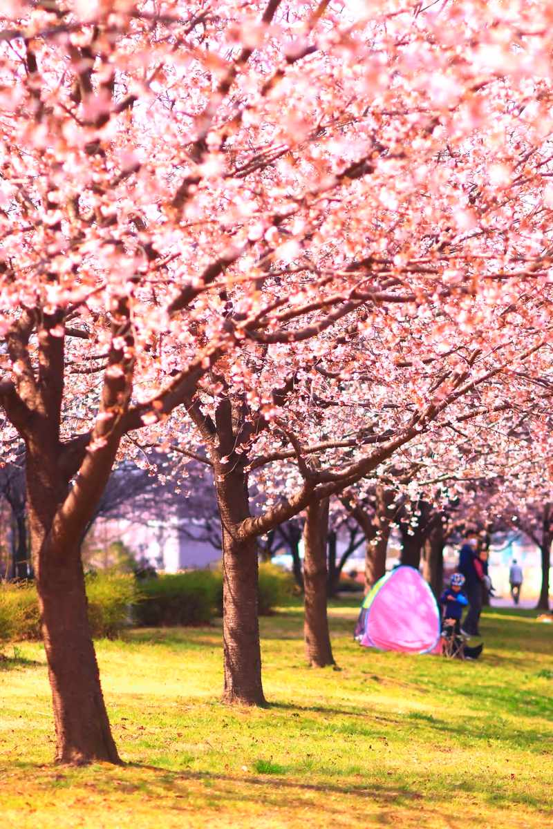 投稿写真：大寒桜　汐入公園