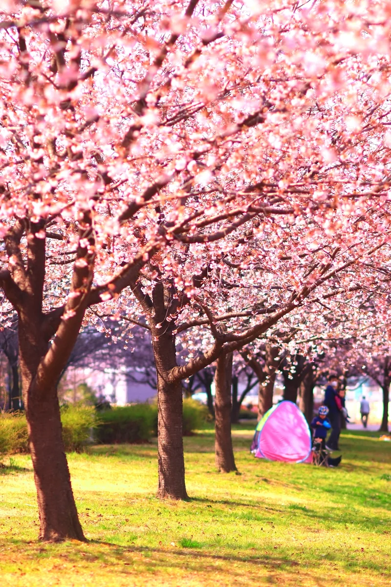 投稿写真：大寒桜　汐入公園