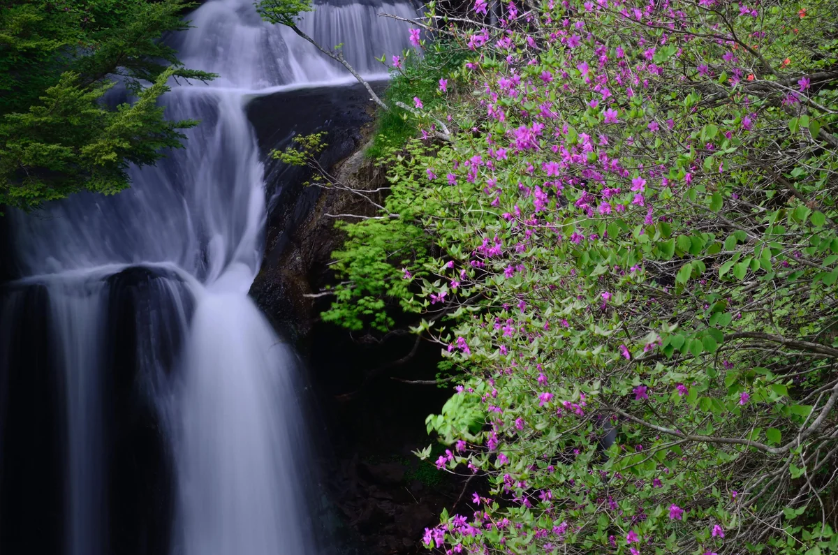 投稿写真：龍頭の滝　ミツバツツジ
