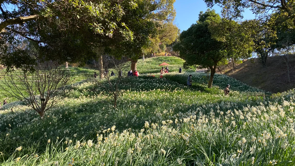 投稿写真：今が見頃❣️水仙の香りに包まれる丘🌼水仙の郷 蜻蛉池公園