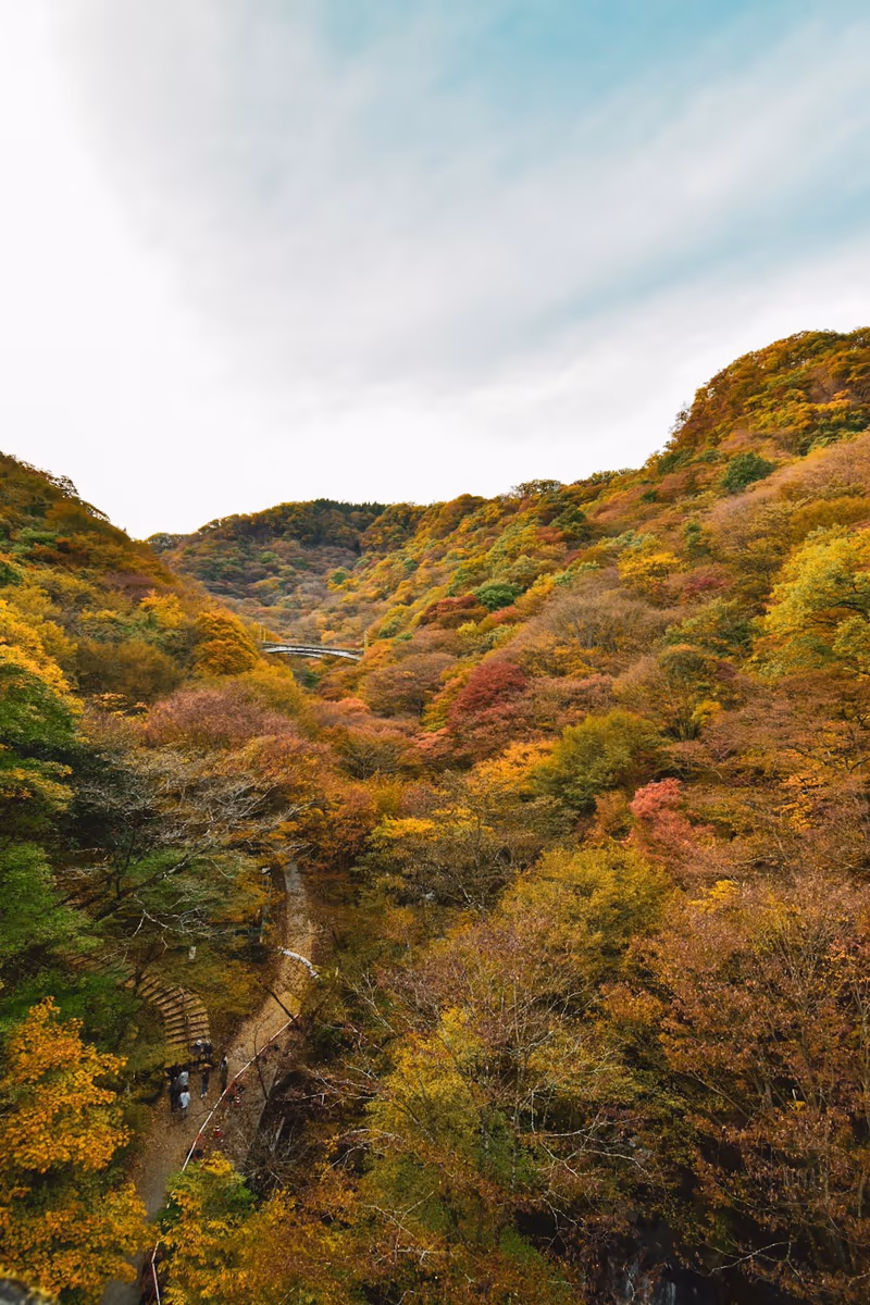 投稿写真：紅葉