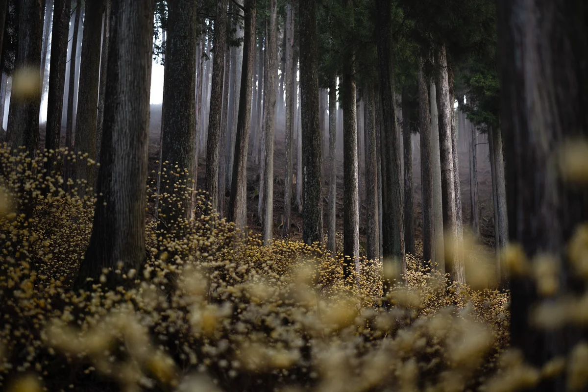 投稿写真：森の黄玉