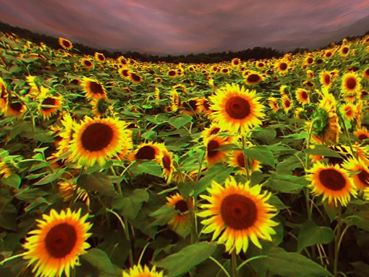 投稿写真：Sunflower.