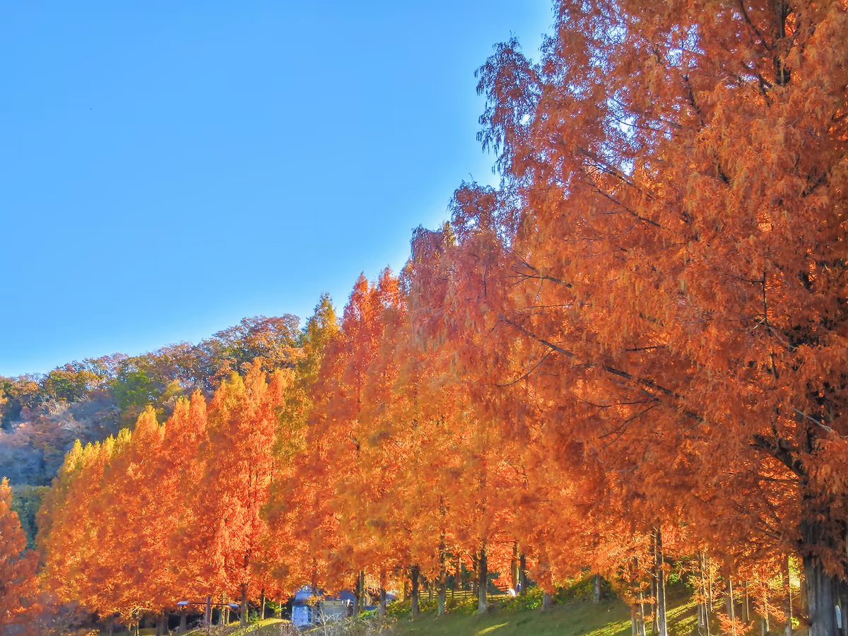 投稿写真：メタセコイア並木の紅葉