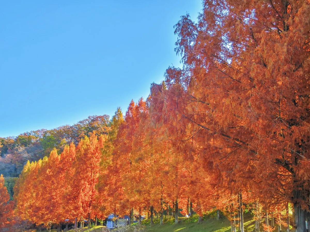 投稿写真：メタセコイア並木の紅葉