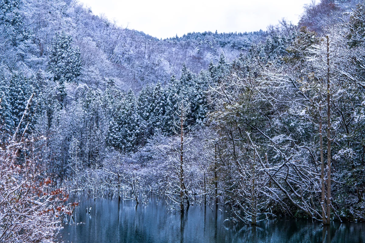 投稿写真：雪化粧の水没林