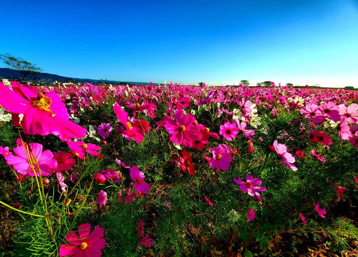 投稿写真：干陸フラワーゾーン