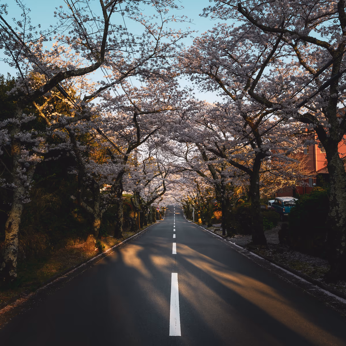 投稿写真：Sakura