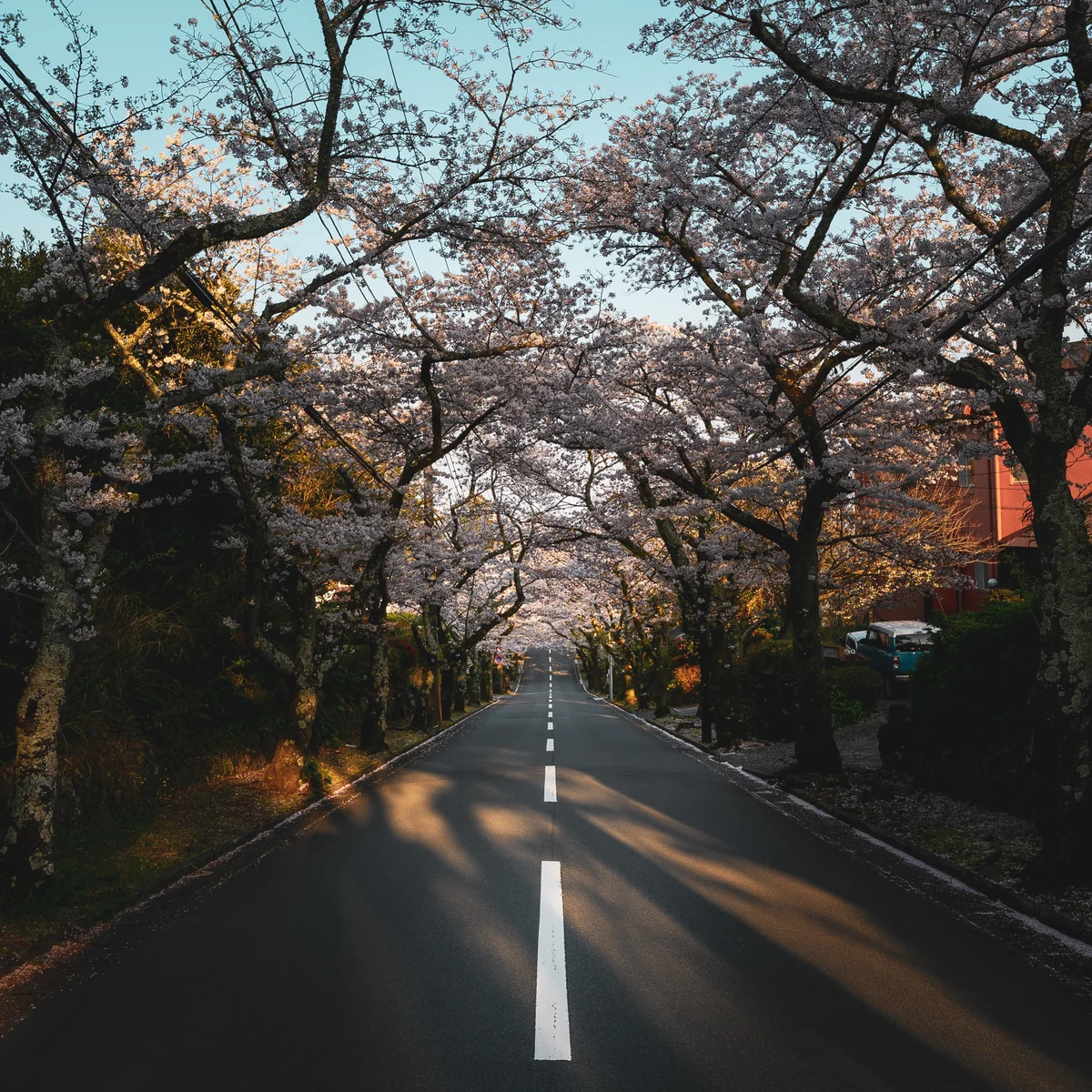 投稿写真：Sakura