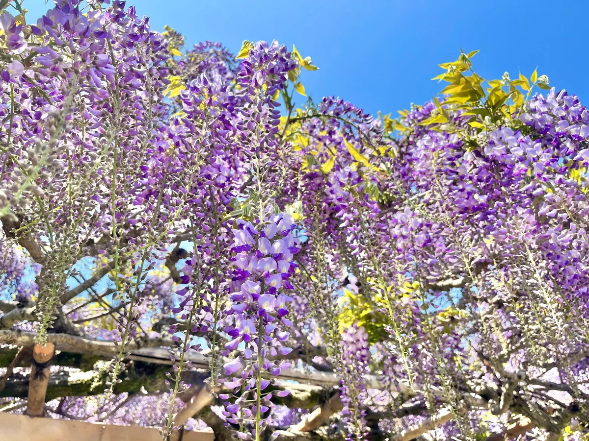投稿写真：金蛇水神社の藤