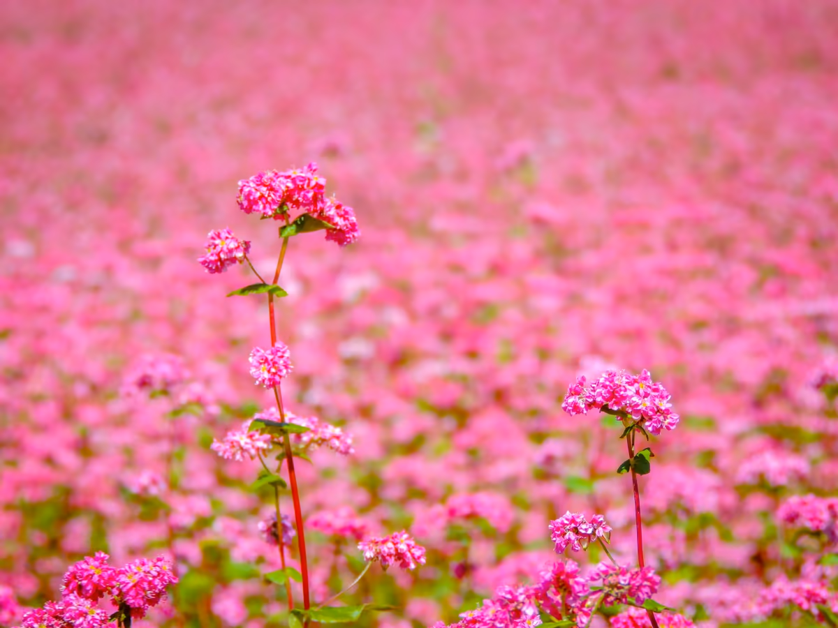 投稿写真：赤そばの花