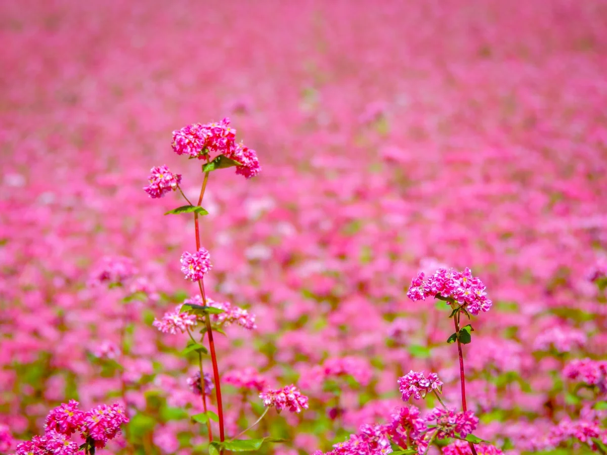 投稿写真：赤そばの花