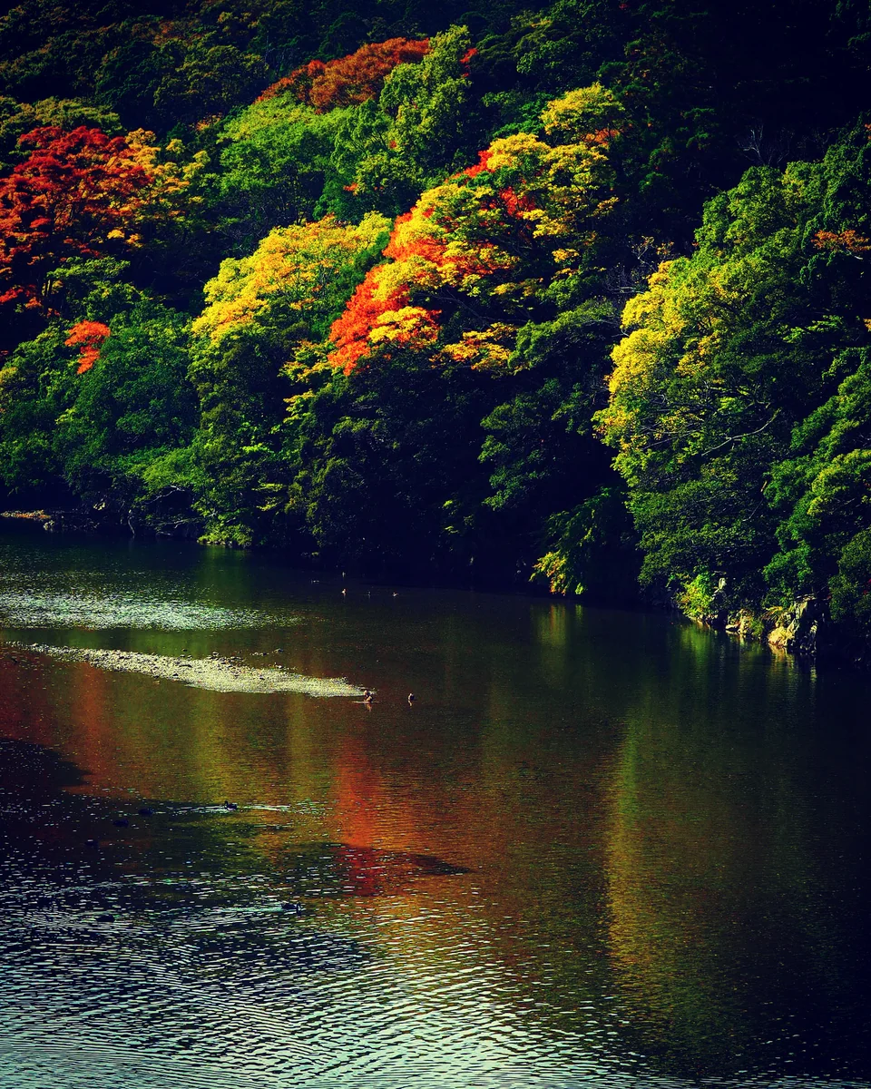 投稿写真：五十鈴川 秋のかけら