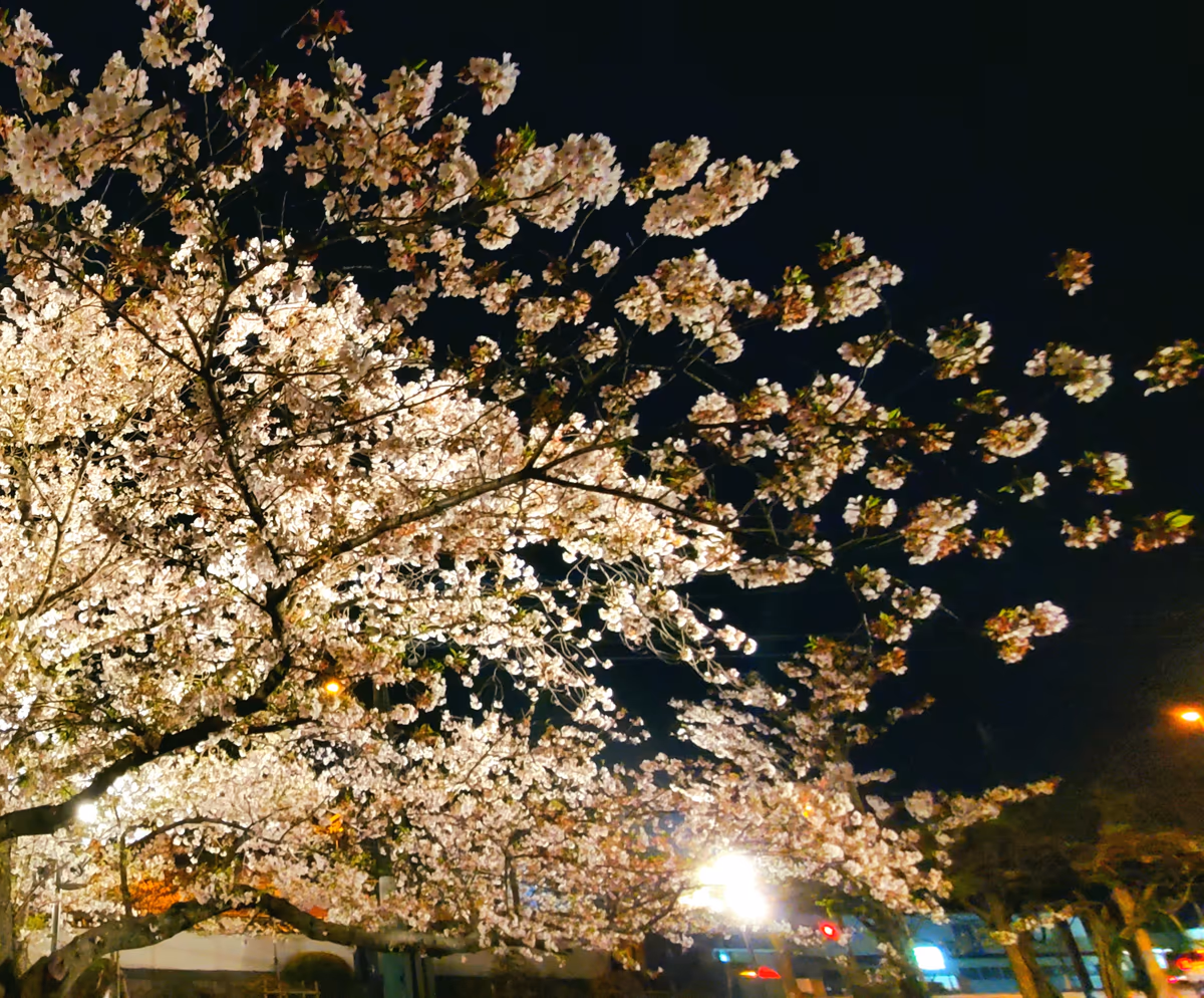 投稿写真：夜桜三昧